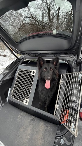 Dog box travel - dog,