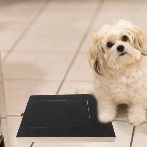 Dog nail board - nail, with